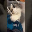 紙袋に住み始めた子猫モルニャ #サイベリアン #子ネコ #猫 #cat