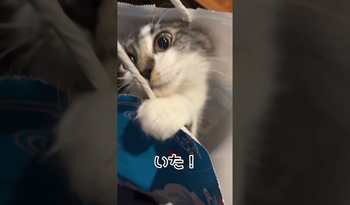 紙袋に住み始めた子猫モルニャ #サイベリアン #子ネコ #猫 #cat