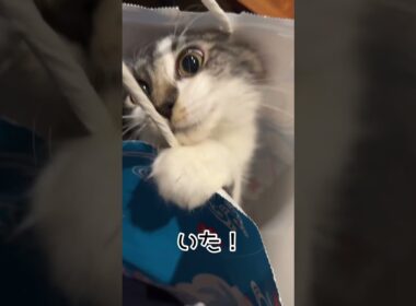 紙袋に住み始めた子猫モルニャ #サイベリアン #子ネコ #猫 #cat
