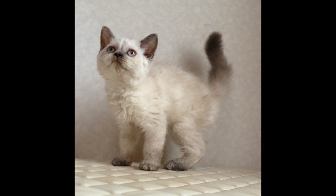 セルカークレックス子猫　Selkirk Rex　2025.12.16産まれ　　ブルーポイント　巻き毛　女の子　シーダキャット猫のお店