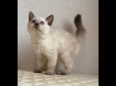 セルカークレックス子猫　Selkirk Rex　2025.12.16産まれ　　ブルーポイント　巻き毛　女の子　シーダキャット猫のお店