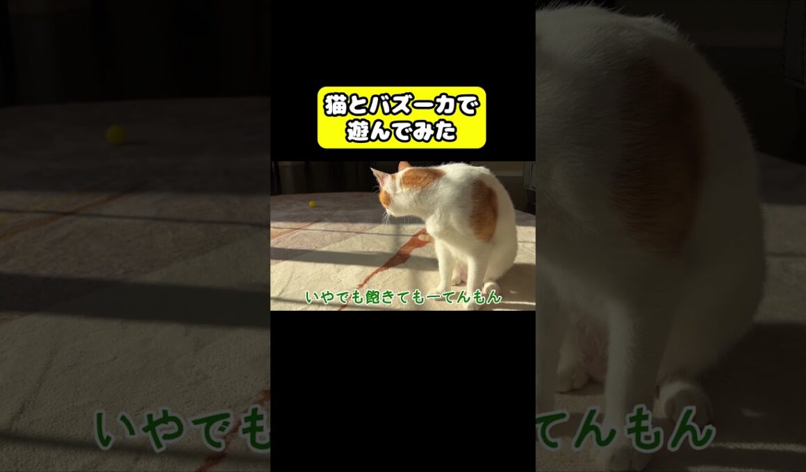 猫とバズーカで遊んでみた　#猫 #おもしろ #アテレコ #ニャンチューバーつくし