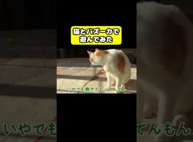 猫とバズーカで遊んでみた　#猫 #おもしろ #アテレコ #ニャンチューバーつくし