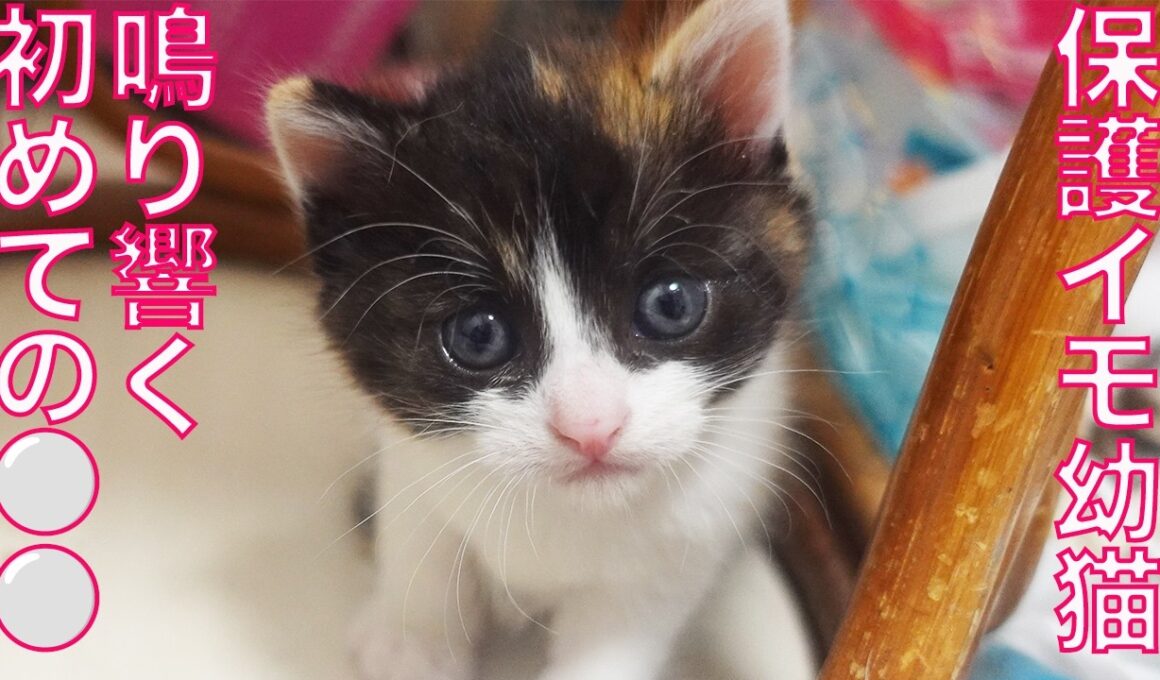 保護イモ幼猫、鳴り響く初ファンファーレ　A first fanfare for the rescued kitties