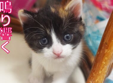 保護イモ幼猫、鳴り響く初ファンファーレ　A first fanfare for the rescued kitties