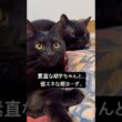 黒毛玉の兄弟 #cat #猫のいる暮らし #ボンベイ #セルカークレックス #ブリティッシュショートヘア