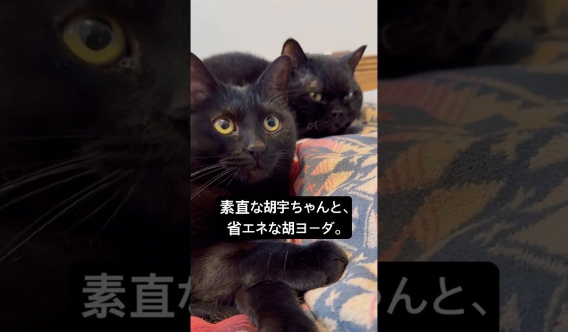 黒毛玉の兄弟 #cat #猫のいる暮らし #ボンベイ #セルカークレックス #ブリティッシュショートヘア