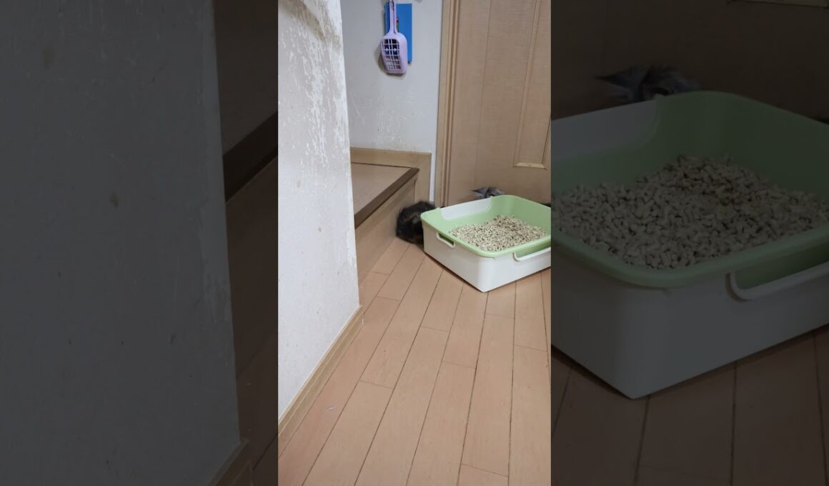 生後3ヶ月お転婆メインクーンの小町ちゃん