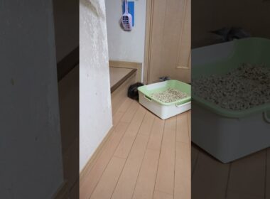 生後3ヶ月お転婆メインクーンの小町ちゃん