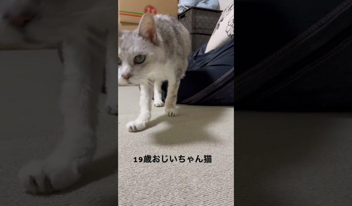 #19歳おじいちゃん猫 #猫 #cat #ねこ #猫のいる暮らし #老猫 #高齢猫