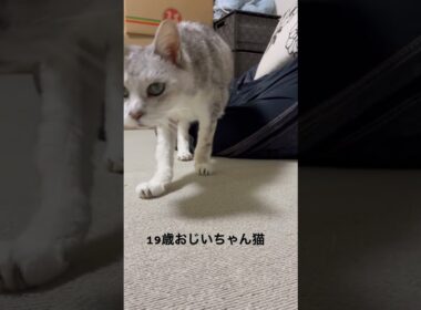 #19歳おじいちゃん猫 #猫 #cat #ねこ #猫のいる暮らし #老猫 #高齢猫
