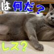 ロシアンブルー | 歳のせい？お腹の毛がごっそり... [Russian Blue cat Kotetsu]