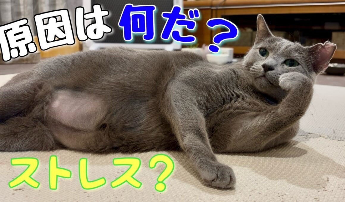 ロシアンブルー | 歳のせい？お腹の毛がごっそり... [Russian Blue cat Kotetsu]