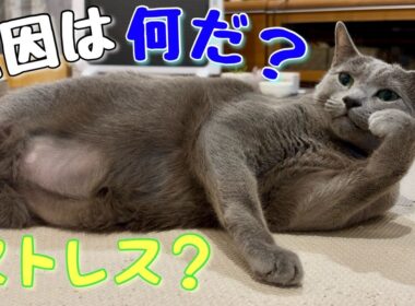 ロシアンブルー | 歳のせい？お腹の毛がごっそり... [Russian Blue cat Kotetsu]