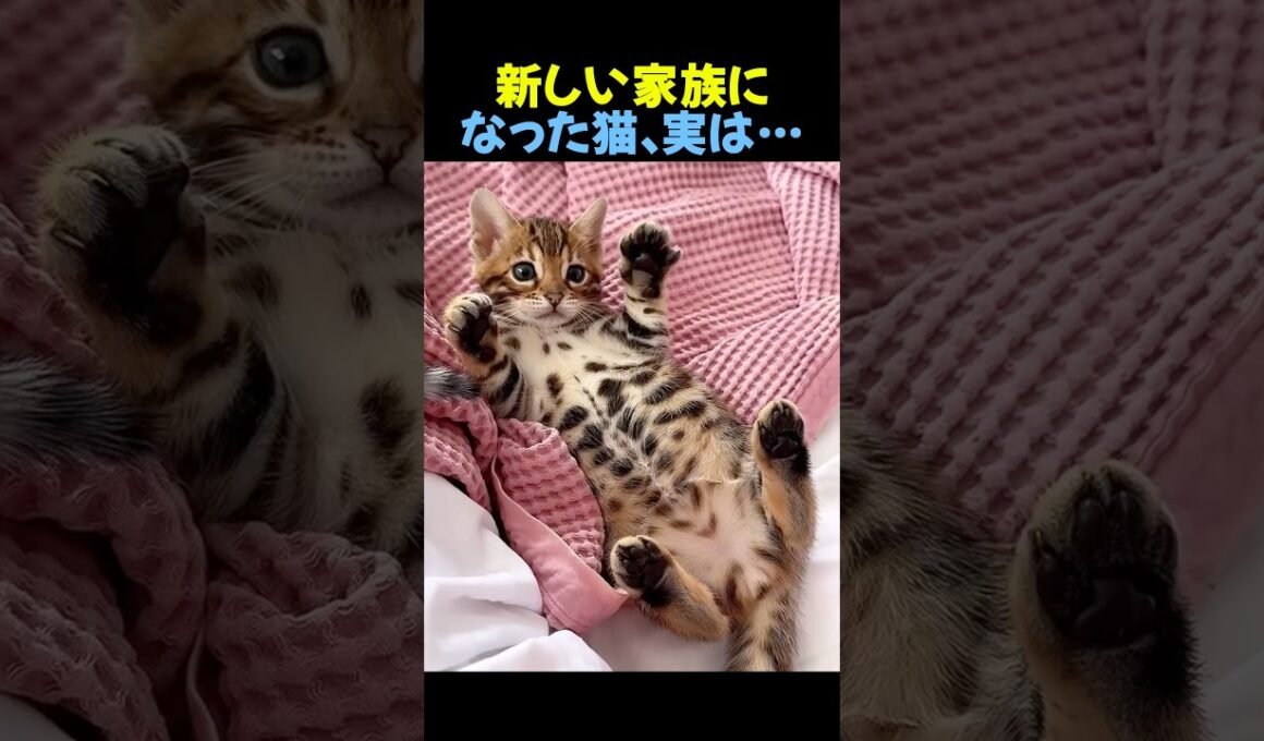 新しい家族になった猫、実は…🐈 #猫 #ペット