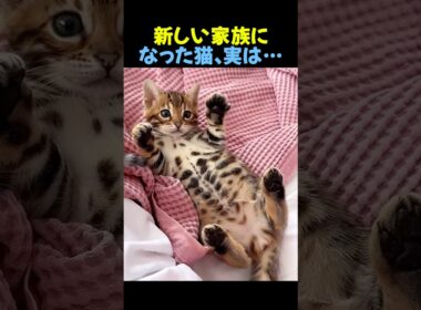 新しい家族になった猫、実は…🐈 #猫 #ペット