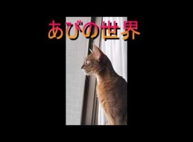 ネコ動画あび＃5801　あびの毎日　アビシニアン　あび