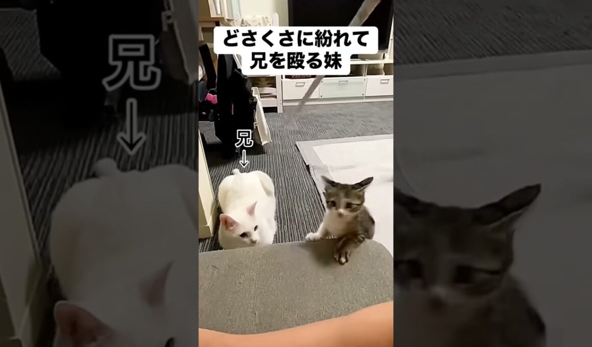 #猫 #猫のいる暮らし
