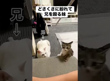 #猫 #猫のいる暮らし