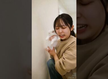 蜘蛛退治をお願いしたらこうなった…#猫 #子猫 #柴犬 #動物動画 #猫動画 #犬動画 #癒し #kitten #puppy #cat #dog #funny #つくね #ボンジリ #つくボン