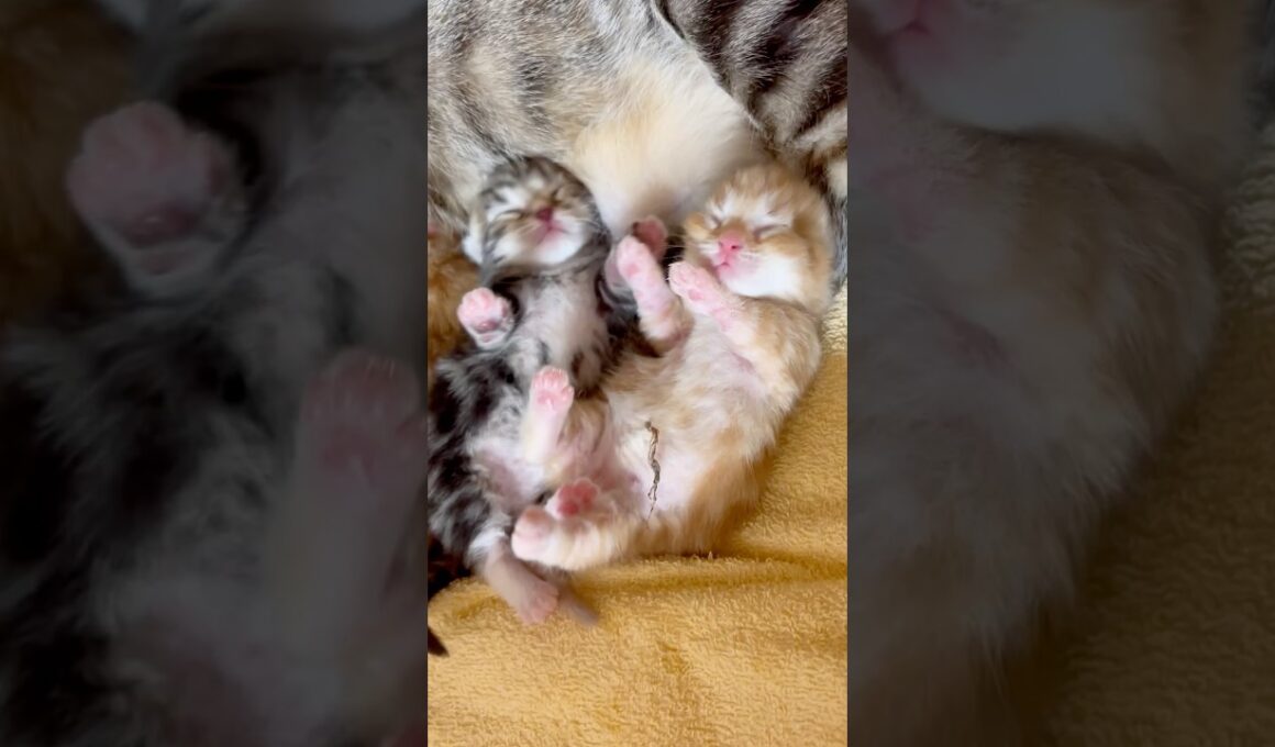 生後４日マンチカン子猫がかわいすぎて永遠に見てられる #子ネコ