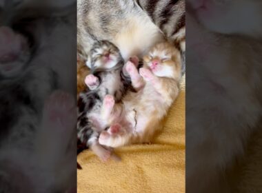 生後４日マンチカン子猫がかわいすぎて永遠に見てられる #子ネコ