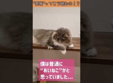 “愛猫”の正しい読み方、知ってる？【サイベリアンのラフィ】#shorts