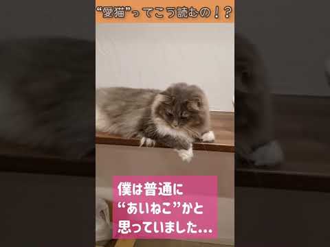“愛猫”の正しい読み方、知ってる？【サイベリアンのラフィ】#shorts