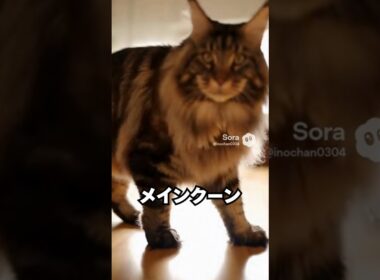 抱っこで“でかっ”ってなる猫…メインクーン😽｜猫の雑学 #shorts #猫のいる暮らし #cat #猫好きさんと繋がりたい