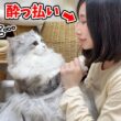 酔っ払いのママにされるがままにされた子猫がこちら…涙