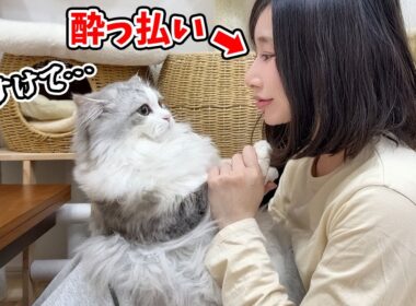 酔っ払いのママにされるがままにされた子猫がこちら…涙