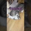 猫さん親子 #ノルウェージャンフォレストキャット #norwegianforestcat