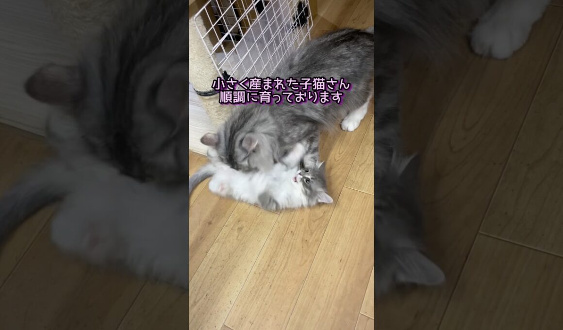 猫さん親子 #ノルウェージャンフォレストキャット #norwegianforestcat