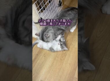 猫さん親子 #ノルウェージャンフォレストキャット #norwegianforestcat