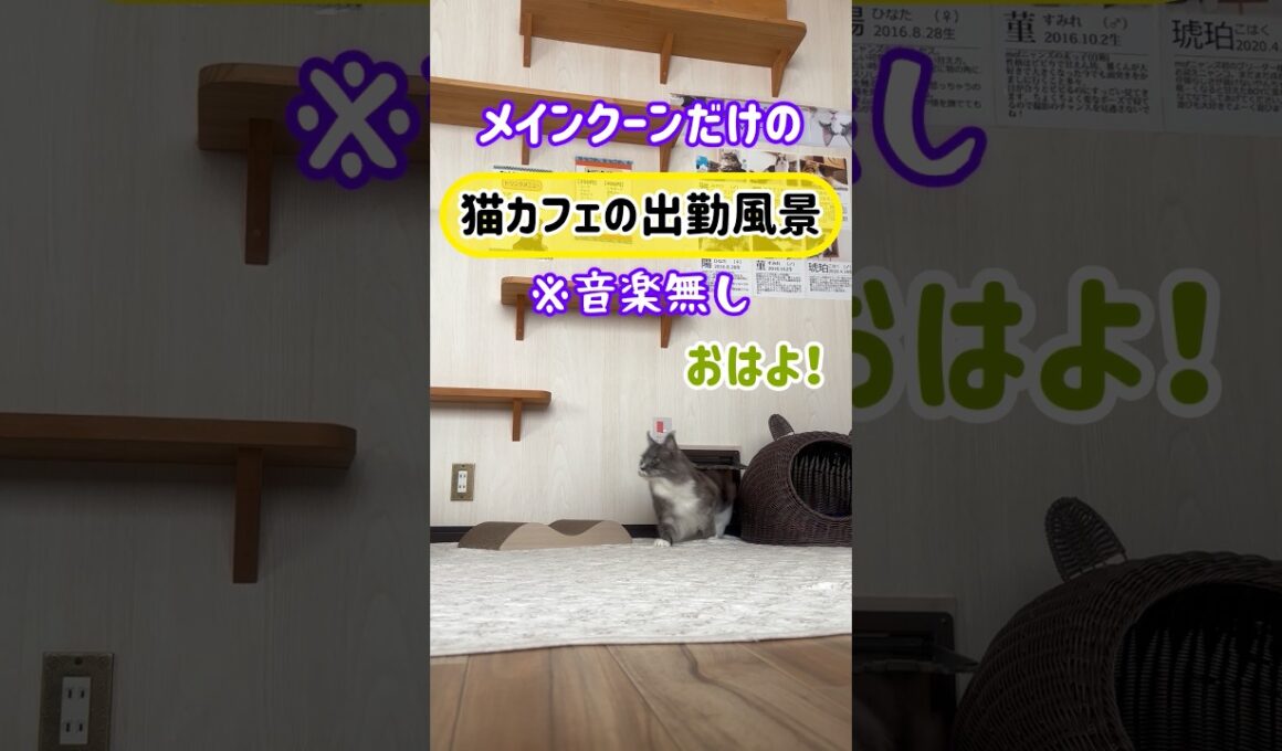 20260320メインクーンだけの【猫カフェの出勤風景】#cat #cooncat #mainecat #もふもふ