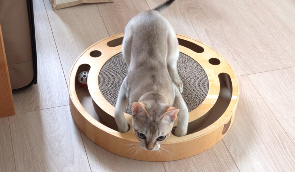 新入り子猫にバリコロボールをプレゼントしたらこうなっちゃいました🐈