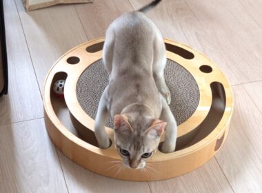 新入り子猫にバリコロボールをプレゼントしたらこうなっちゃいました🐈