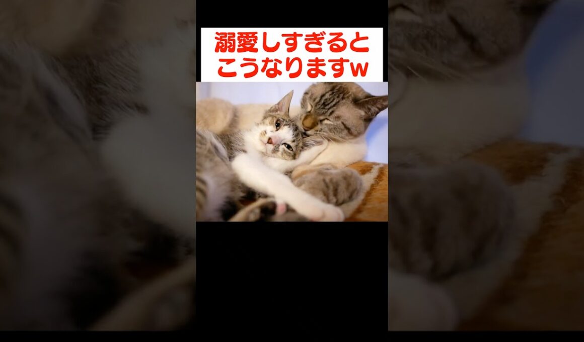 子猫を溺愛しすぎた結果…