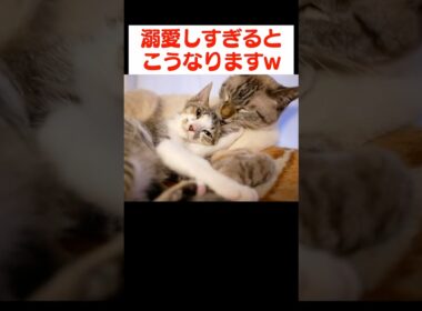 子猫を溺愛しすぎた結果…