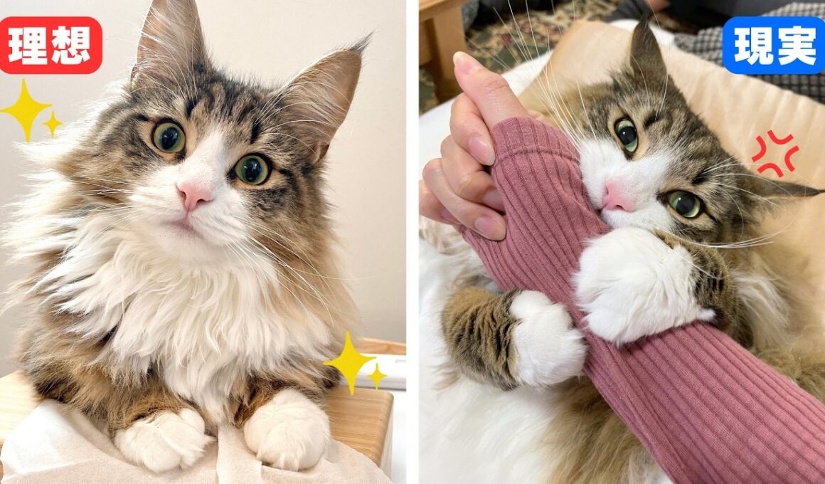 これからノルウェージャンを飼おうと思っている人へ【理想と現実】