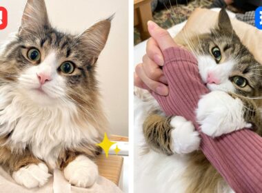 これからノルウェージャンを飼おうと思っている人へ【理想と現実】