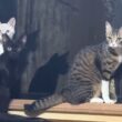 キジシロのルルがいる窓に引き寄せられるシャム雫と黒猫の黒夢。心霊体験？ｗ