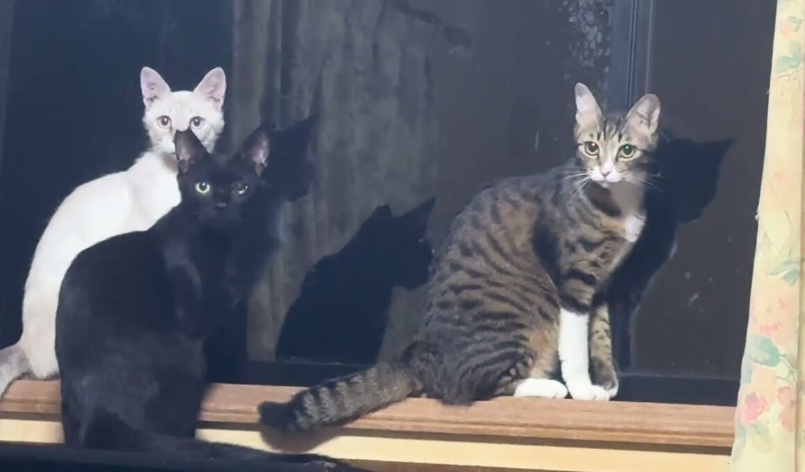 キジシロのルルがいる窓に引き寄せられるシャム雫と黒猫の黒夢。心霊体験？ｗ