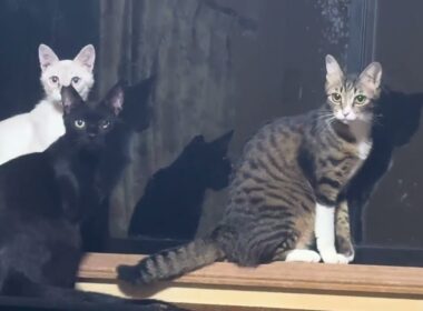キジシロのルルがいる窓に引き寄せられるシャム雫と黒猫の黒夢。心霊体験？ｗ