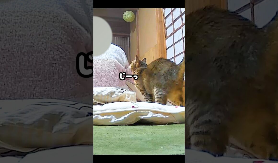 夜更かしするお母さんを寝かしつけに来る元野良猫が可愛すぎる♡ #元野良猫 #添い寝 #鳴き声