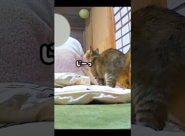 夜更かしするお母さんを寝かしつけに来る元野良猫が可愛すぎる♡ #元野良猫 #添い寝 #鳴き声