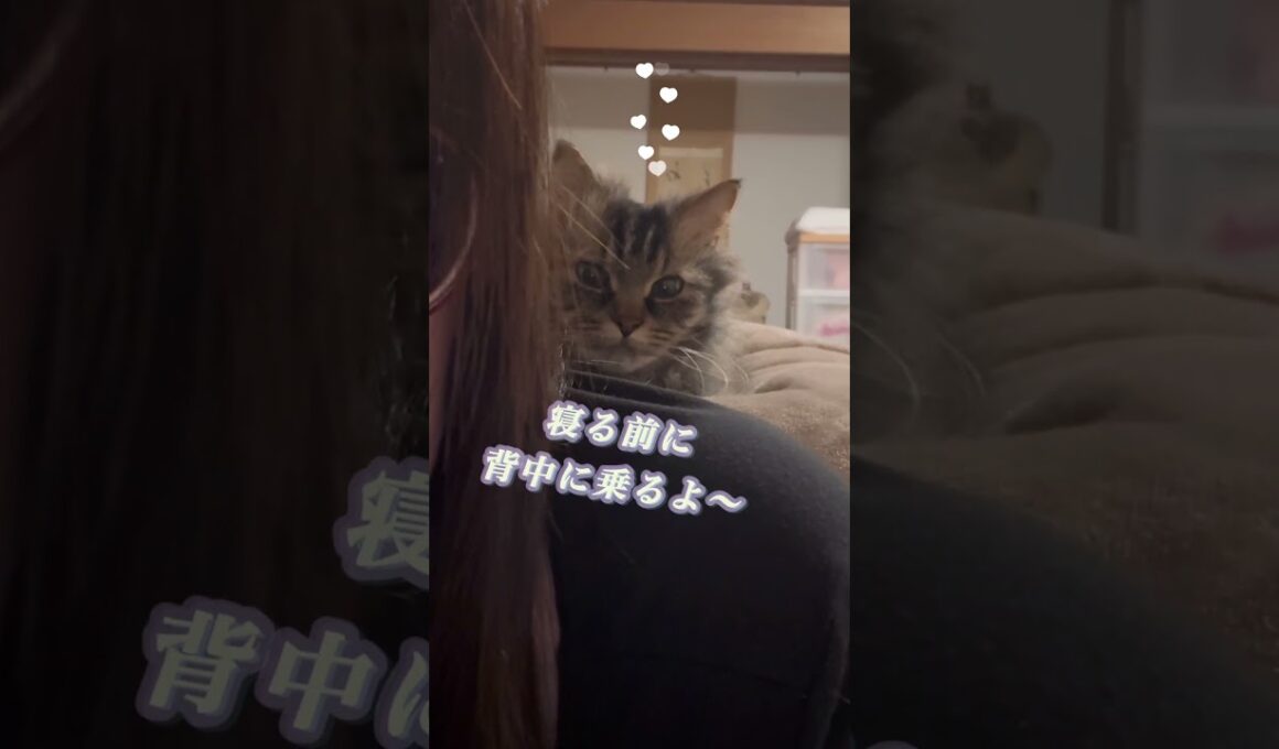寝る前に背中に乗る猫くうちゃん #スクーカム #cat #猫のいる暮らし #猫