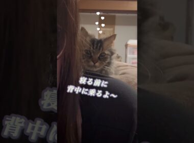 寝る前に背中に乗る猫くうちゃん #スクーカム #cat #猫のいる暮らし #猫