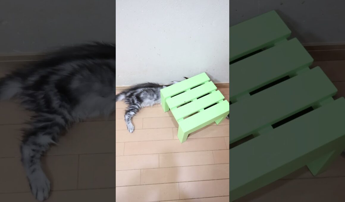 生後3ヶ月お転婆メインクーンの小町ちゃん