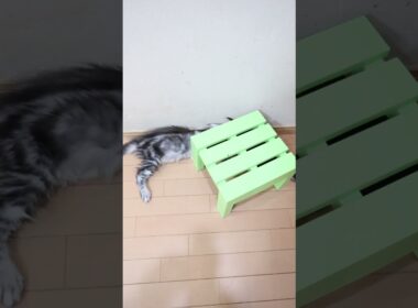 生後3ヶ月お転婆メインクーンの小町ちゃん